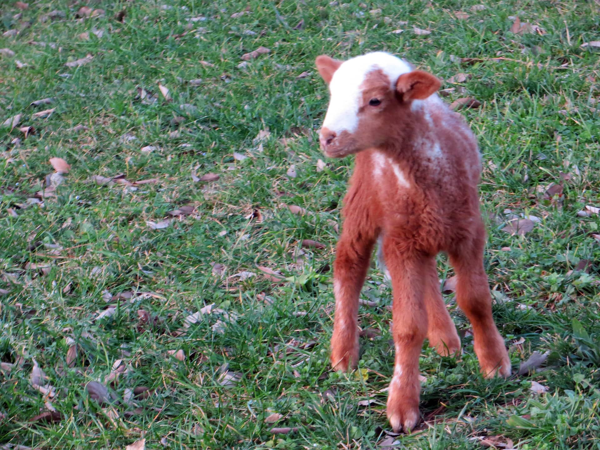 Farm lamb