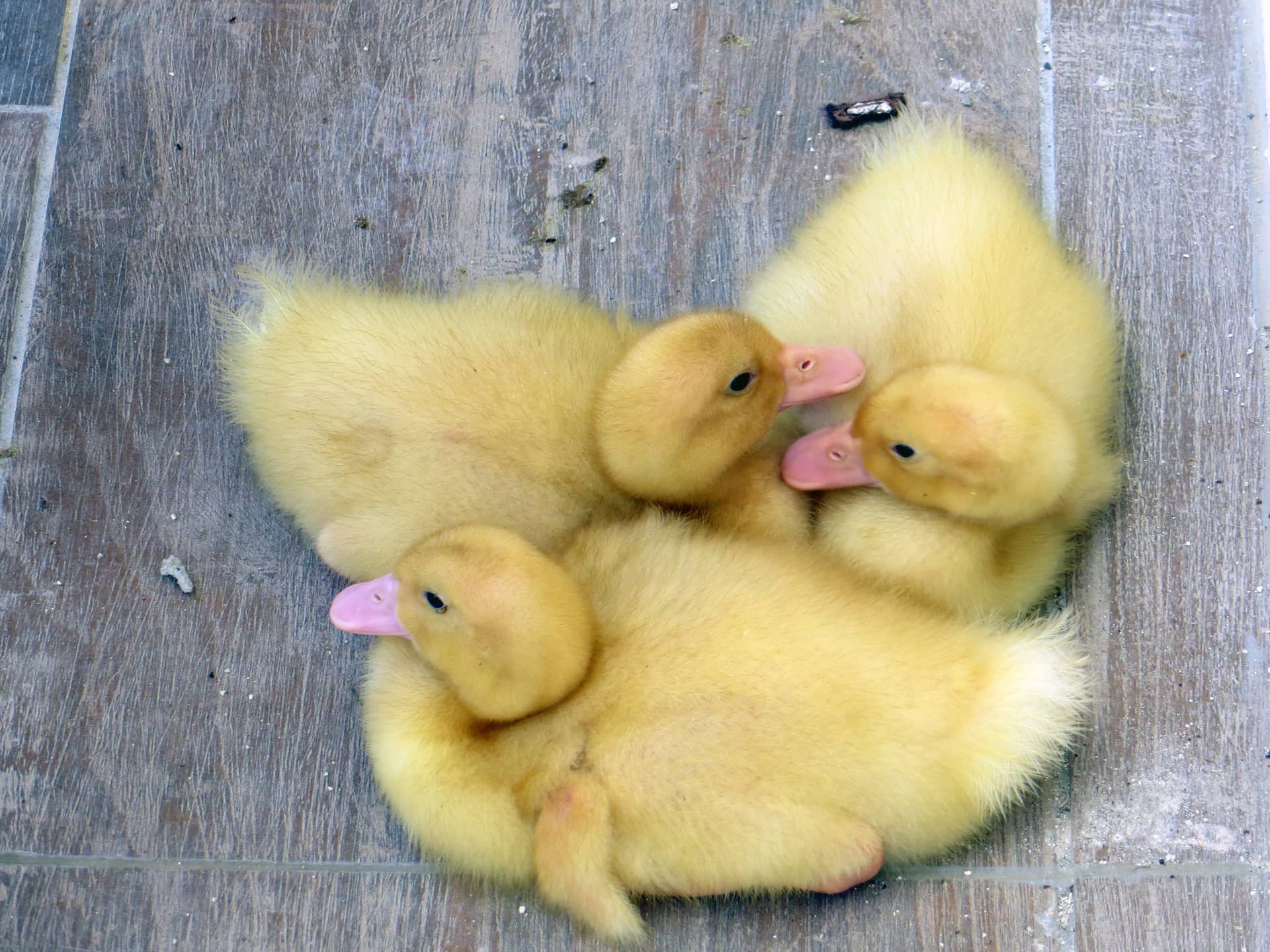 Three ducklings 