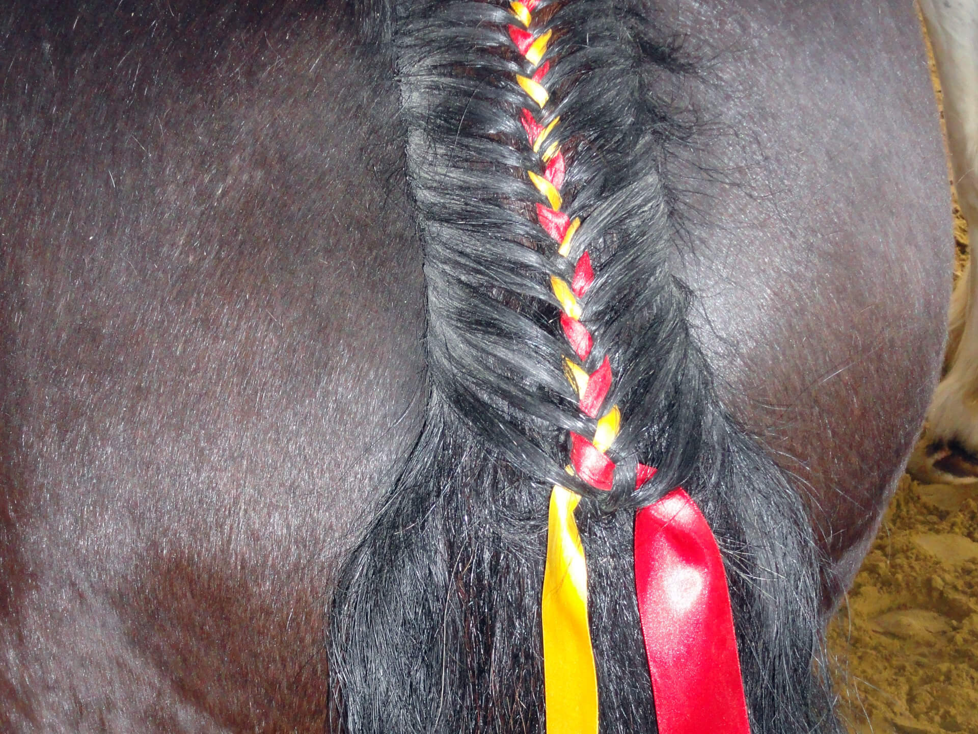 Preparing a horse