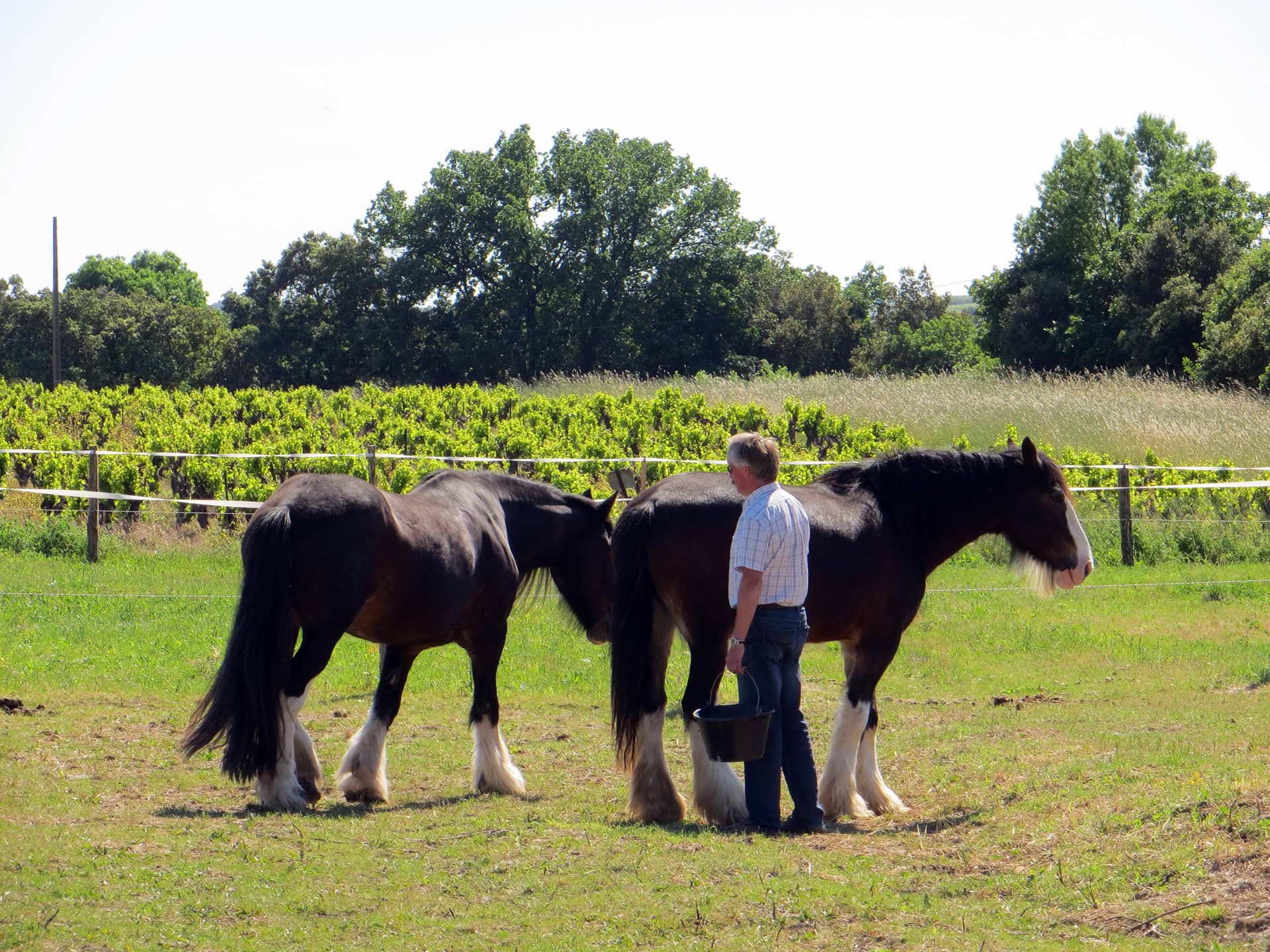 Two Shire horses