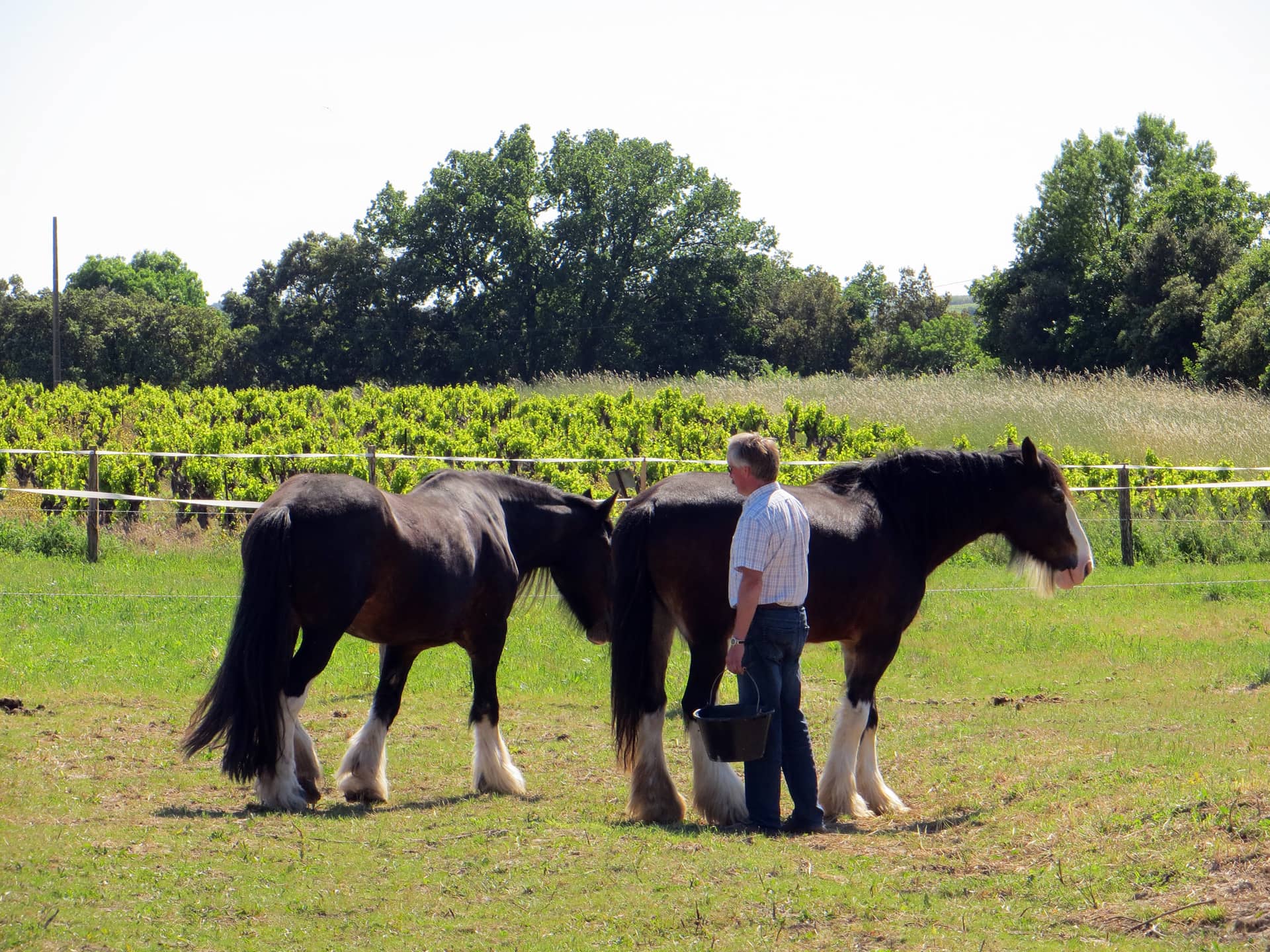 Horses of Shire breed