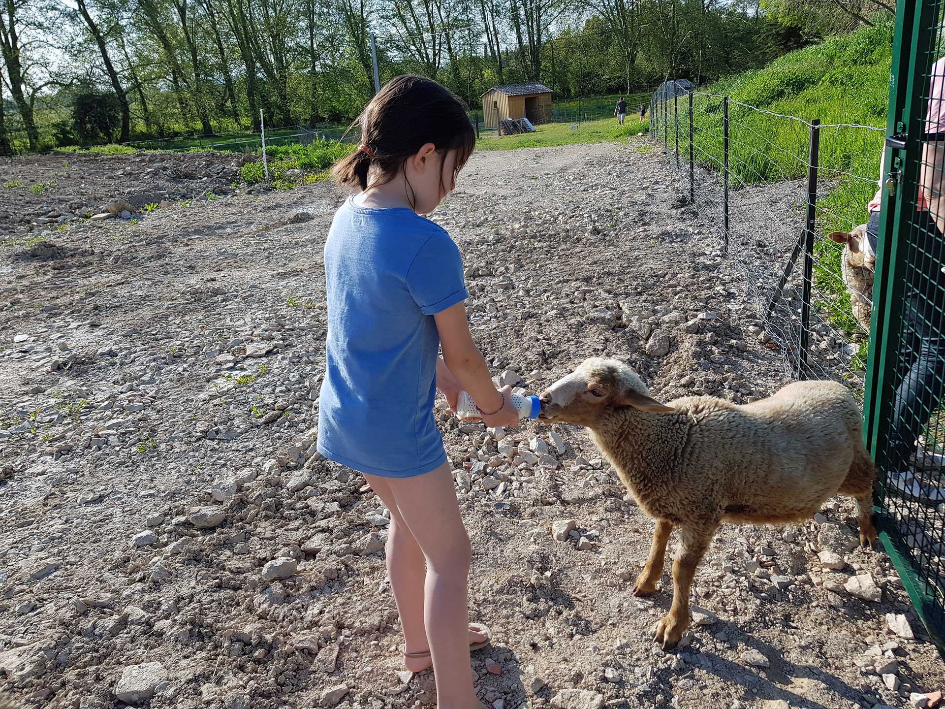 Feeding a lamb