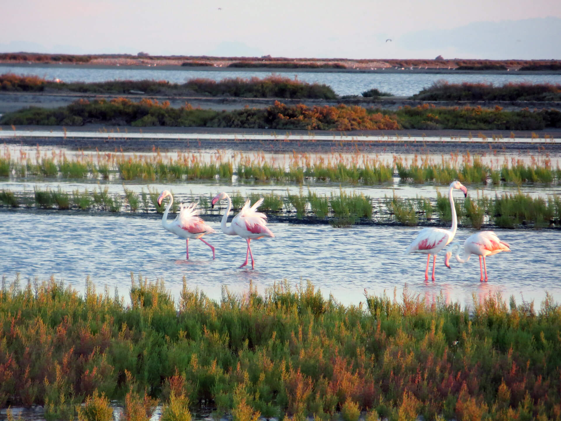 Flamands roses de Camargue