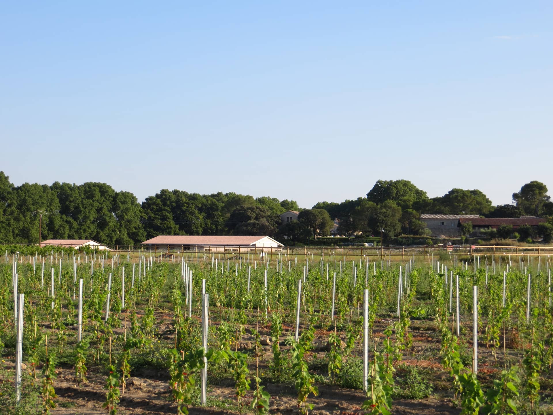 Les jeunes vignes