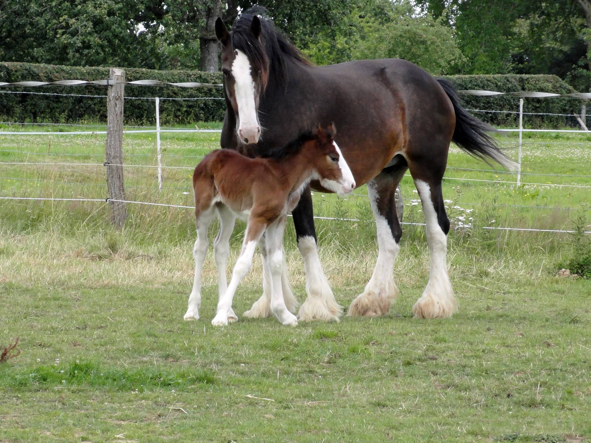Shire mare and its foal
