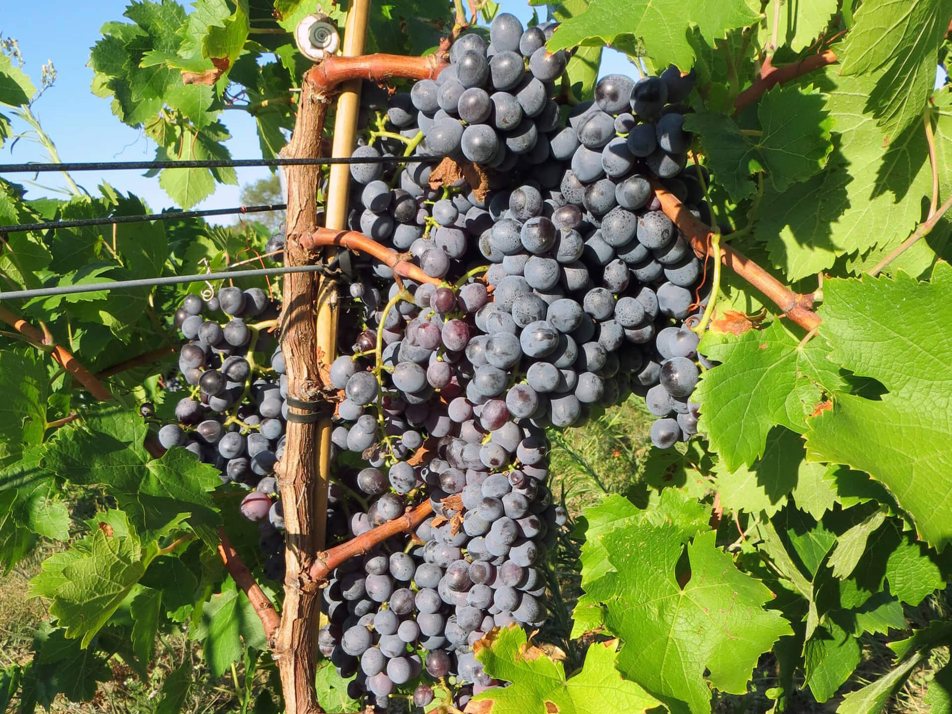 Le vignoble