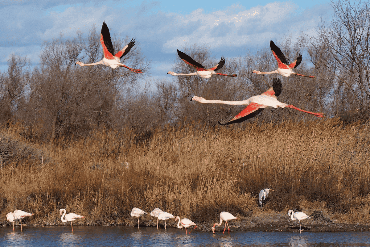 Flamingos in the Camargue - Private Events South France