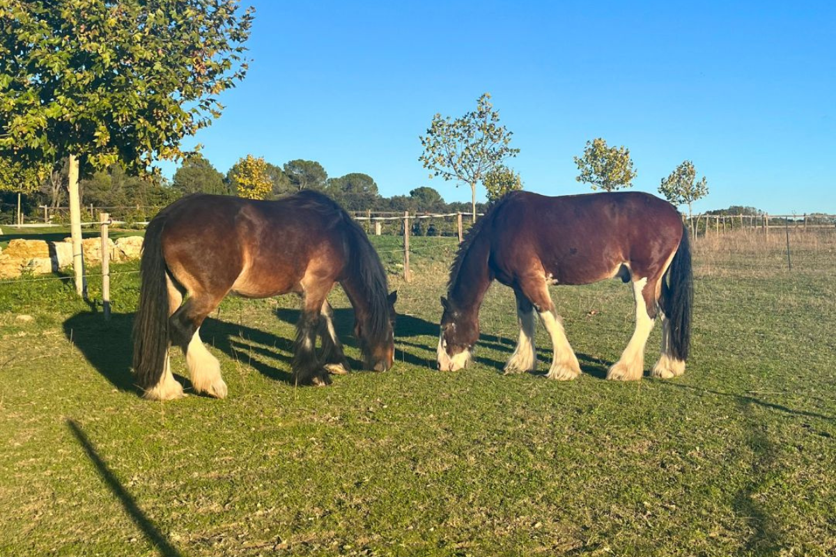 Horses at the estate - Event venue South France