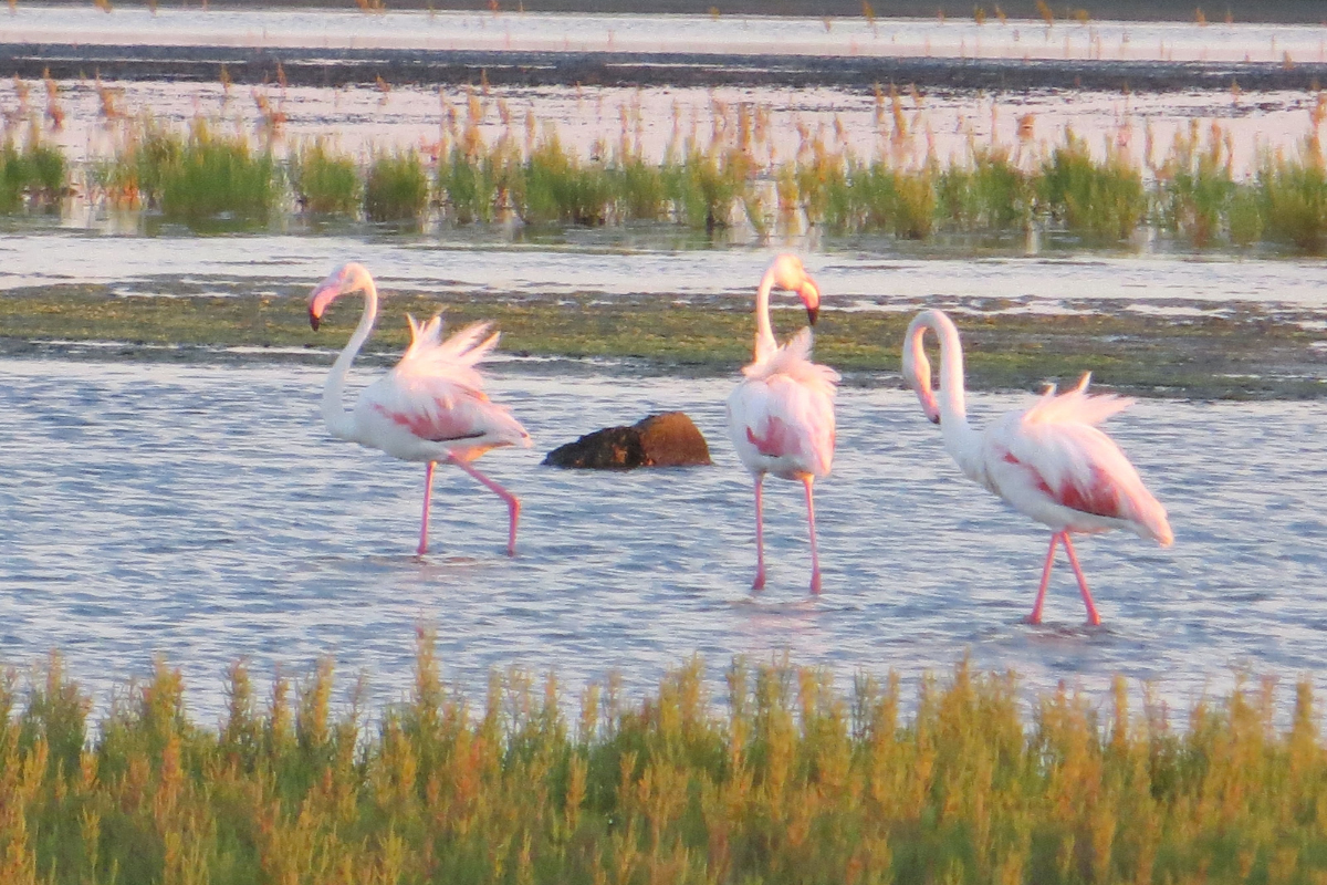 flamingos in the Camargue - near Domaine de Christin - wedding venue South of France