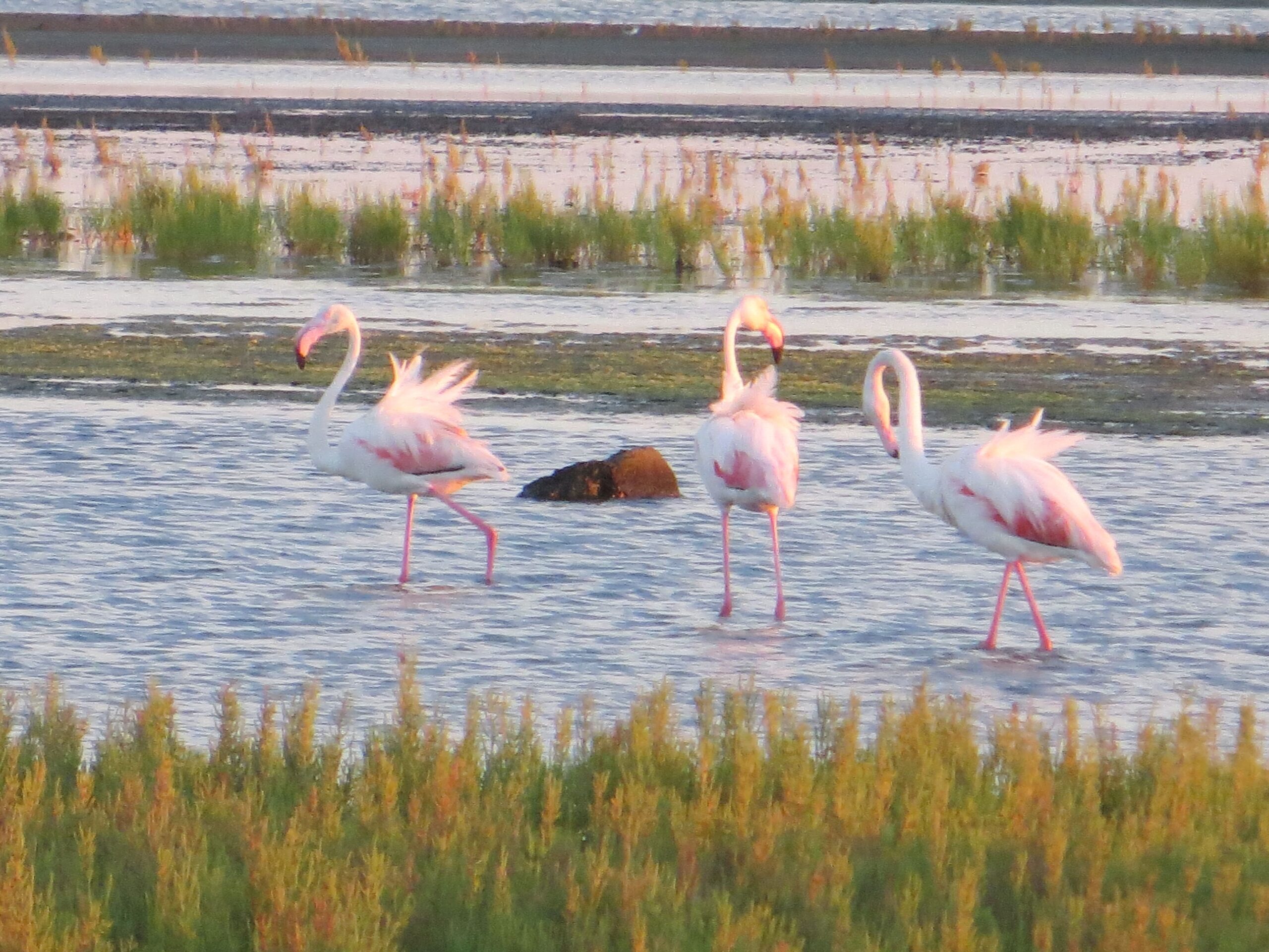 flamingos in the Camargue - near Domaine de Christin - wedding venue South of France