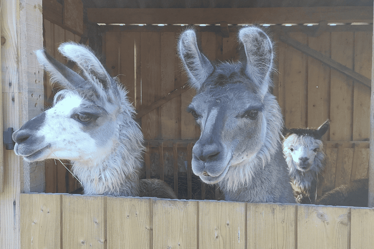 lamas and an alpaca at the estate