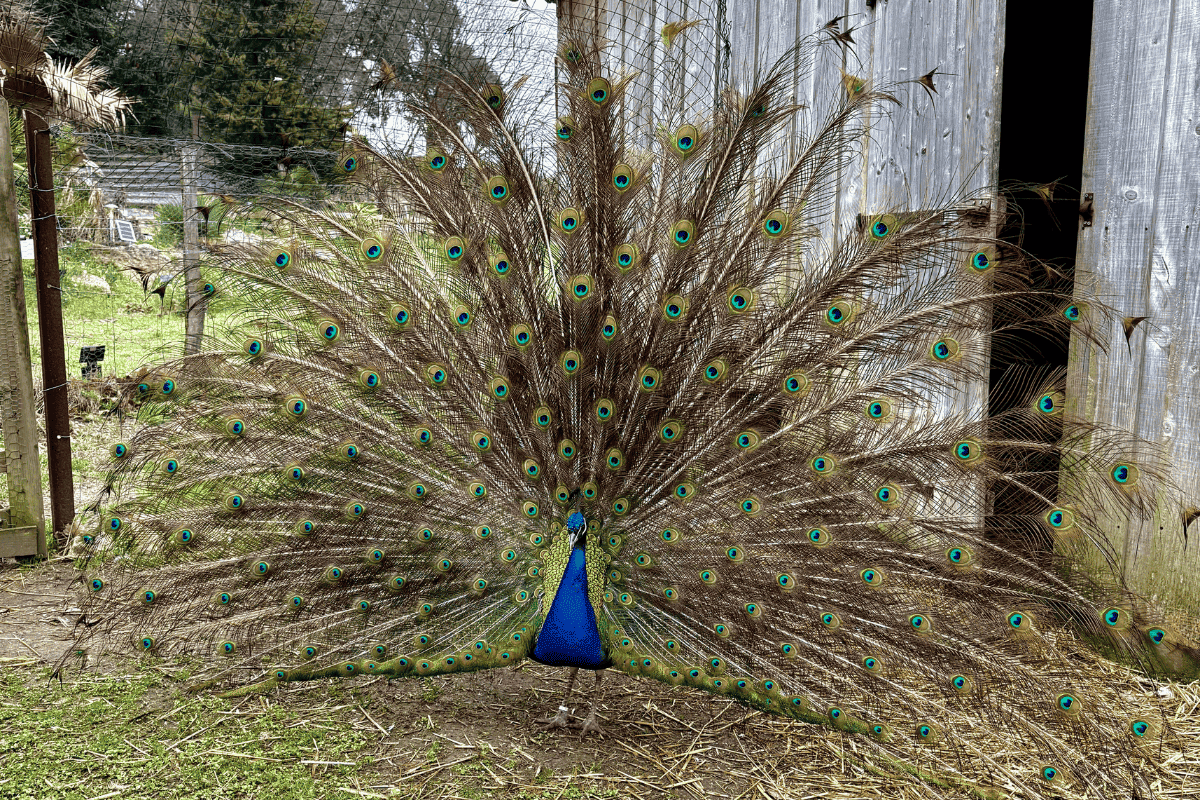 peacock at the estate
