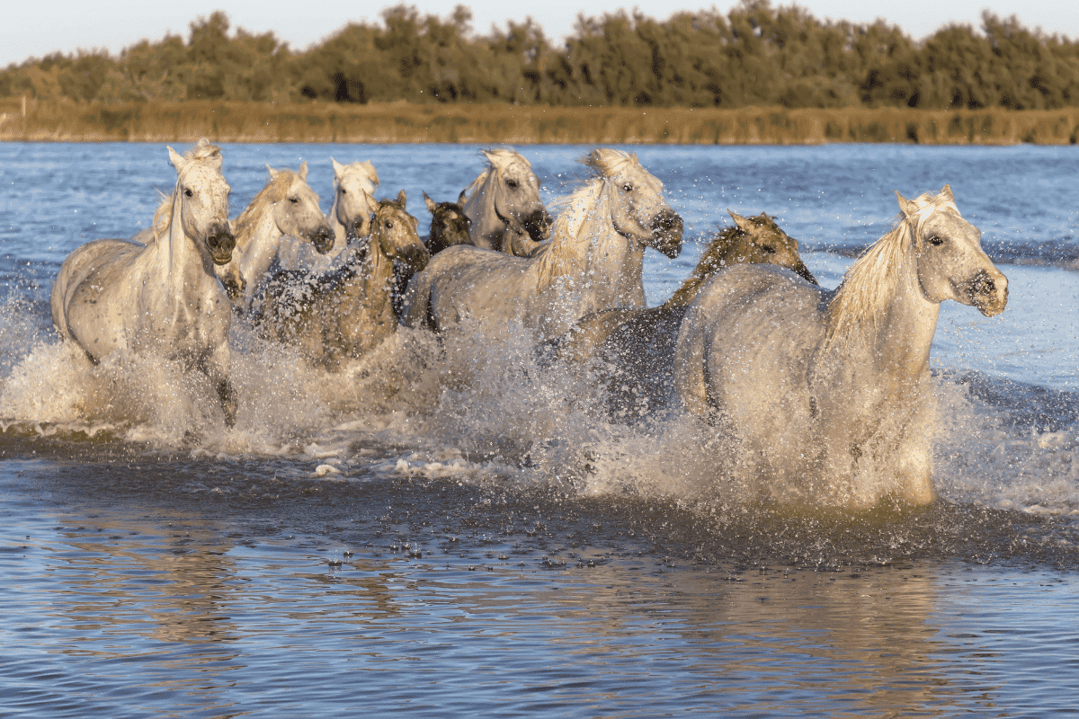 horses at the Saintes Maries de la Mer
