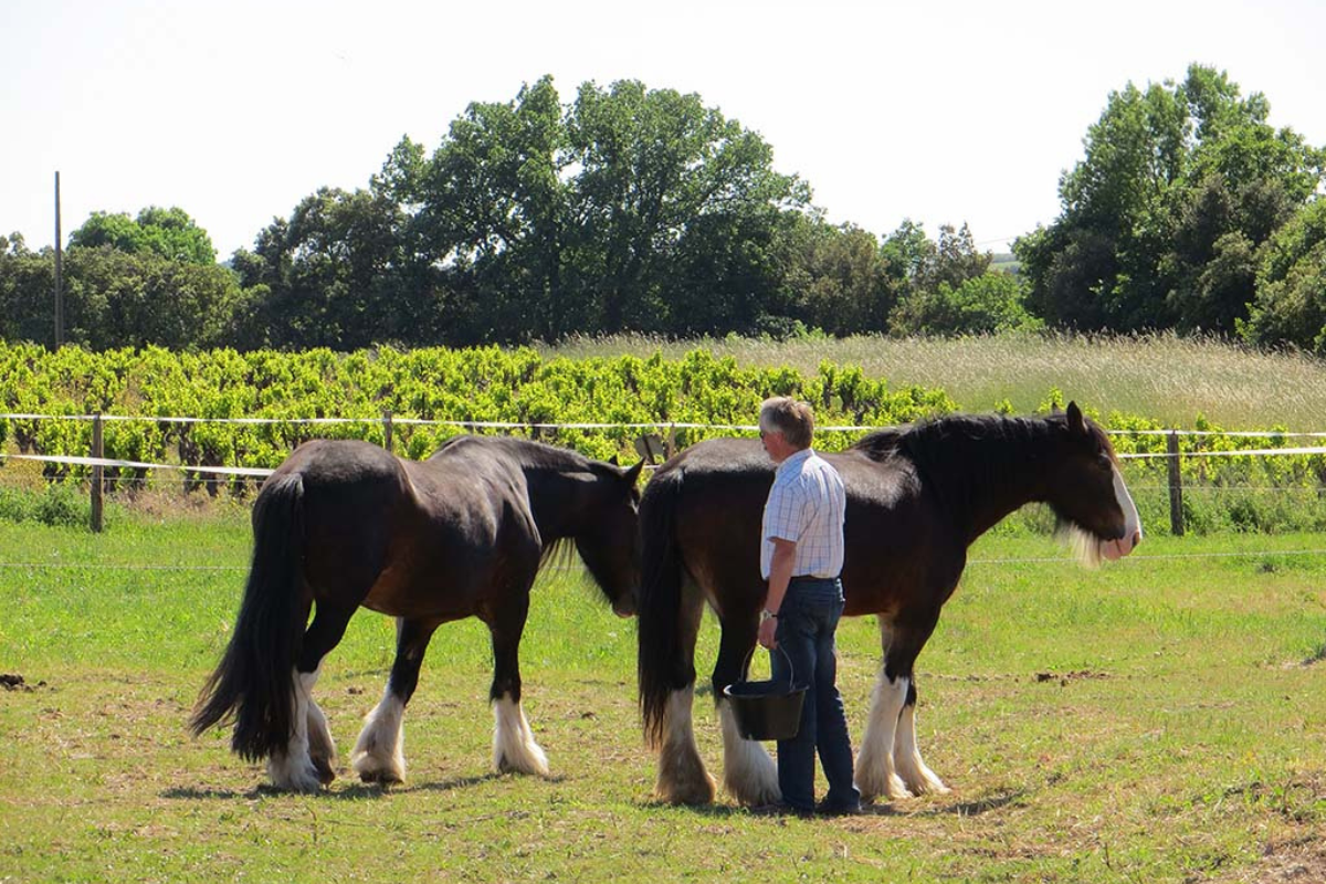 Shire horses - Activities South France Wedding