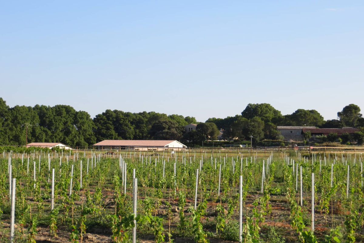les vignes du domaine - Histoire Domaine de Christin