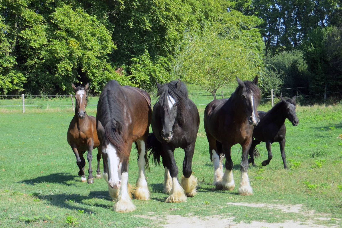 les chevaux shire qui galopent - Histoire Domaine de Christin