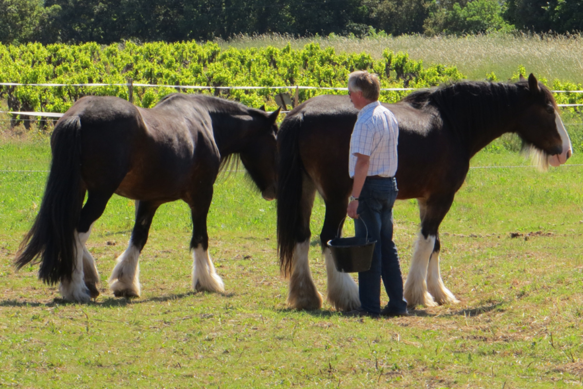 Eric Buray avec les chevaux Shire - Histoire Domaine de Christin
